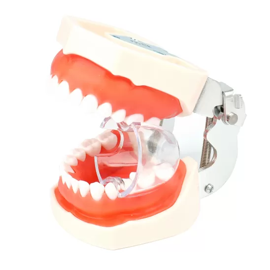 Dental Retractor(Posterior Teeth)